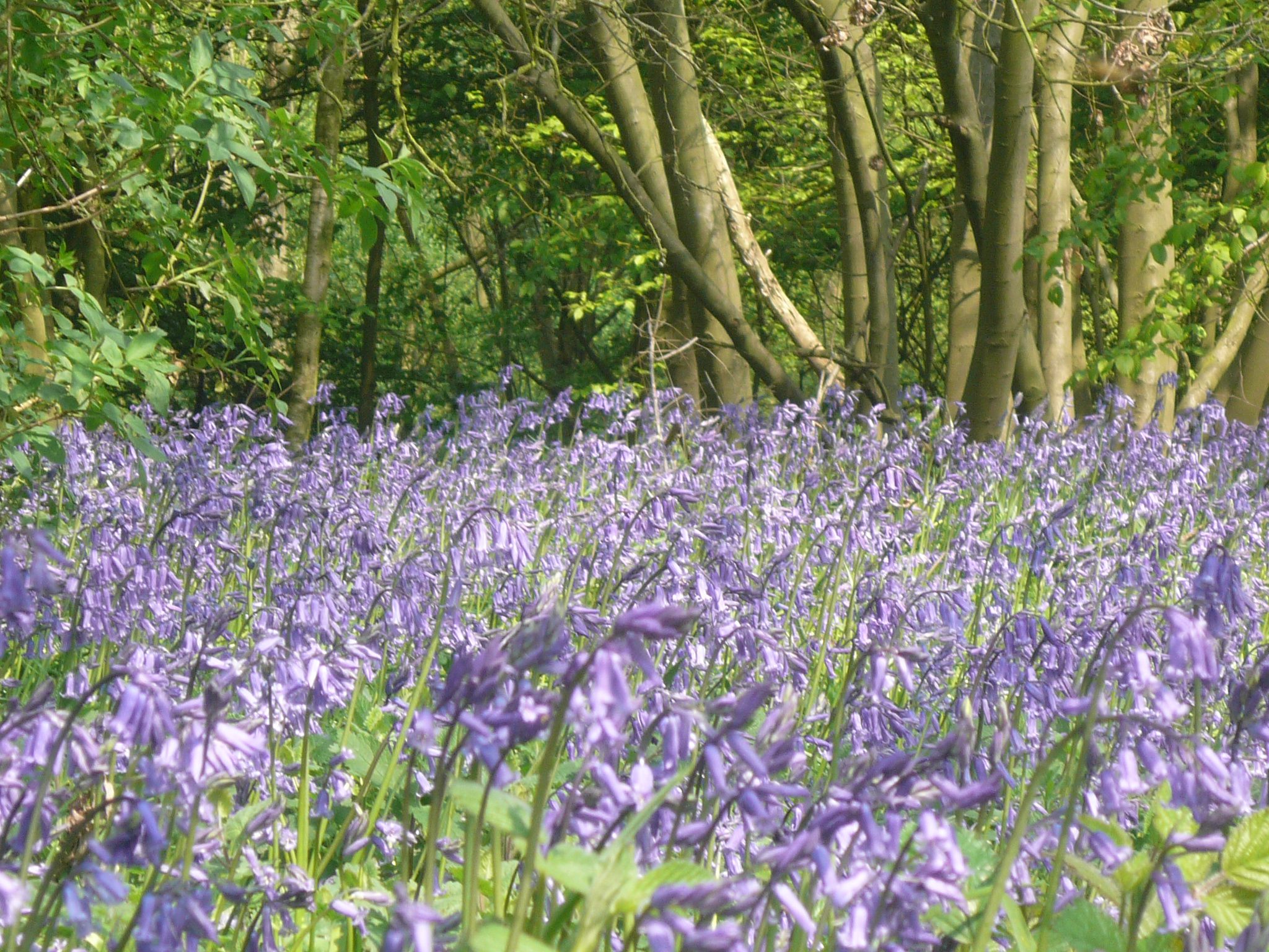 our bluebell woods