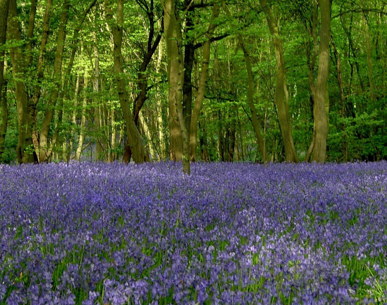 Bluebells Adjacent to Herongate Wood